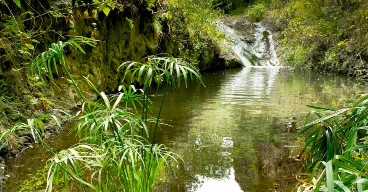 Imagen de una de las cascadas del barranco de Azuaje / HOLA ISLAS CANARIAS