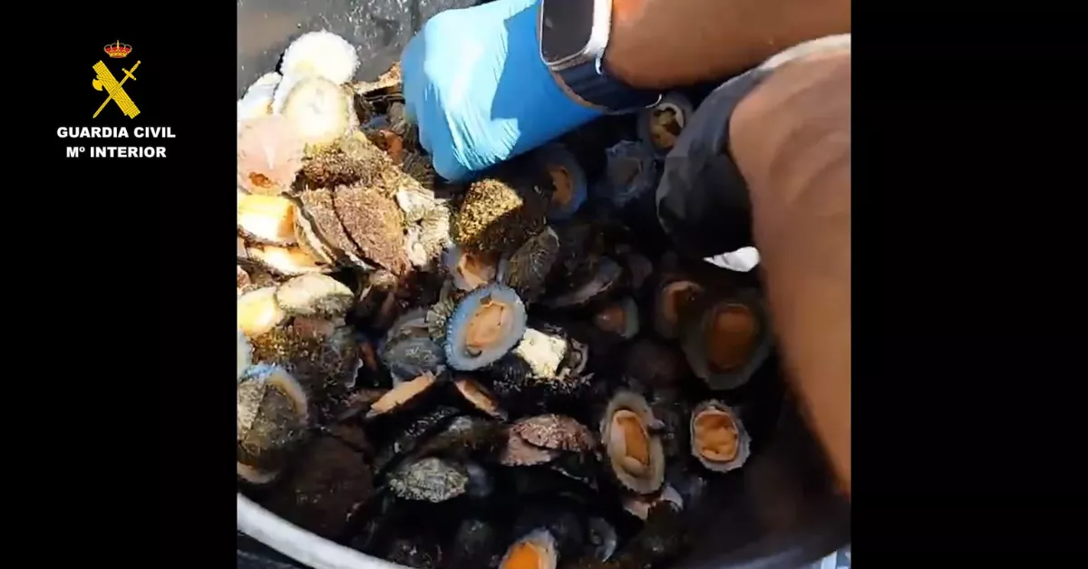 Dos investigados en Fuencaliente (La Palma) por pesca furtiva./ CEDIDA