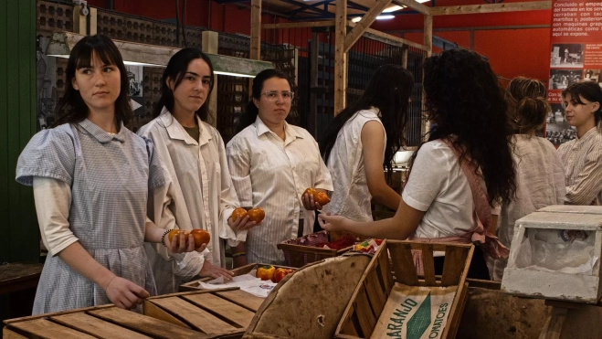 La zafra del tomate en el sureste de Gran Canaria. / EFE / Canarias Retro