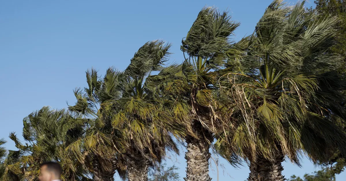 Imagen de palmeras movidas por el viento / EFE