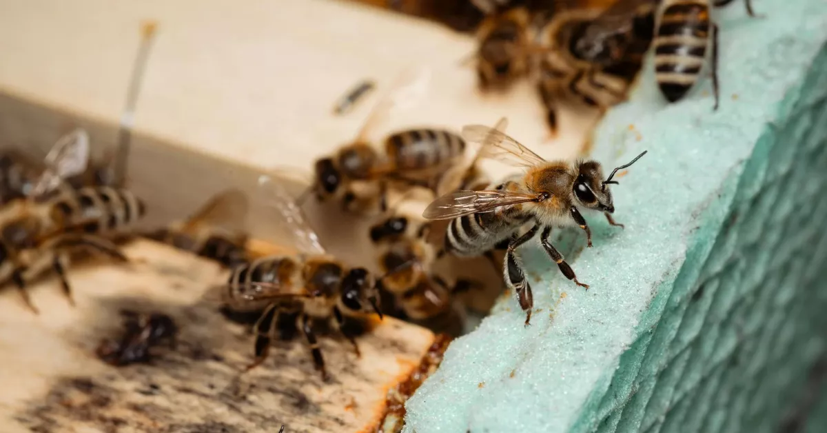 Se espera que la temporada sea buena tras dos años extremadamente secos. /Pexels