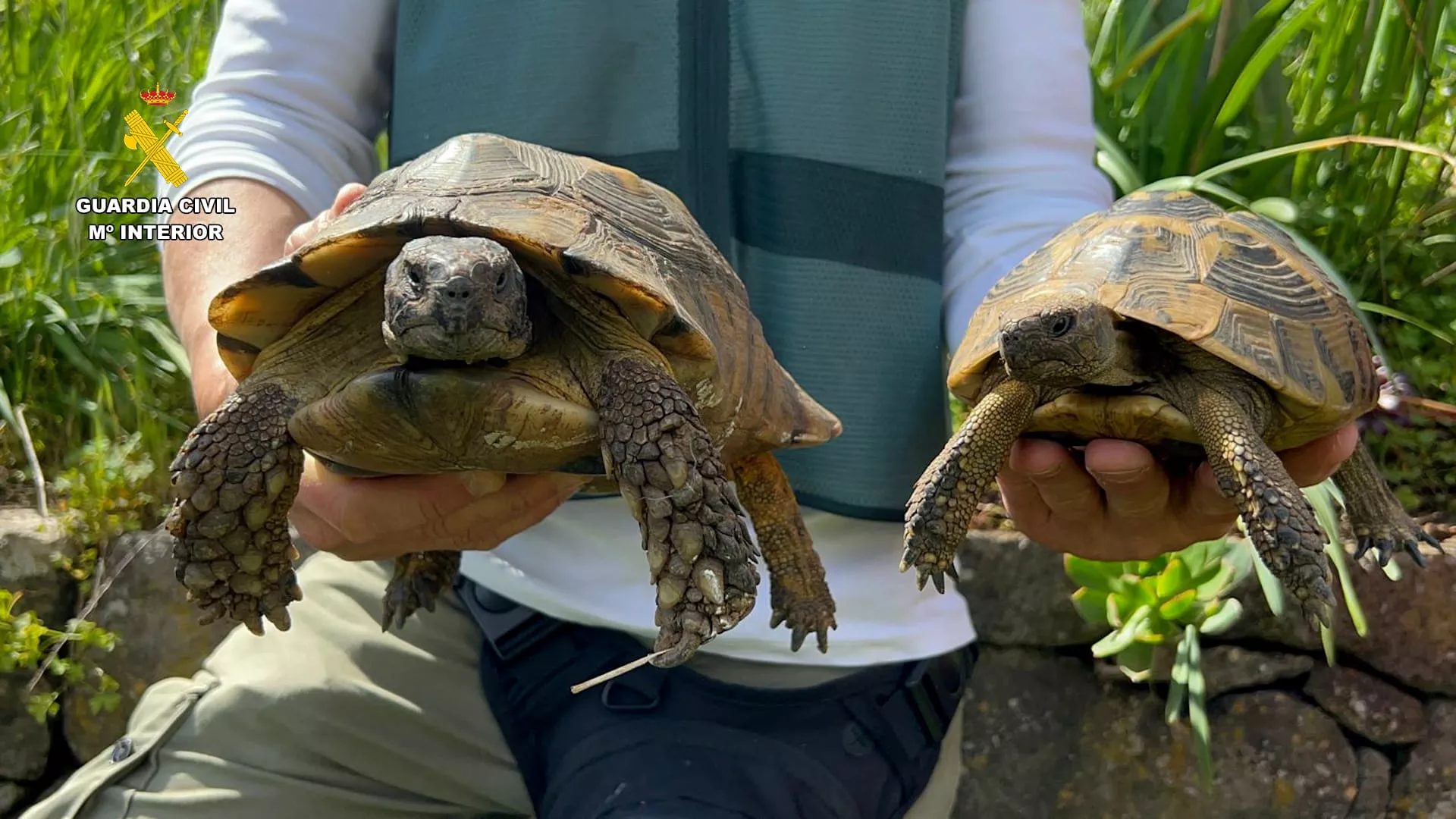 Dos de las tortugas incautadas por la Guardia Civil en Gran Canaria. / CEDIDA