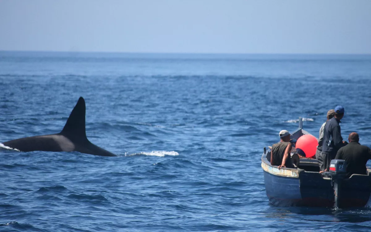 Loro Parque Fundación colabora en la campaña para proteger a las orcas del Estrecho de Gibraltar. / AH