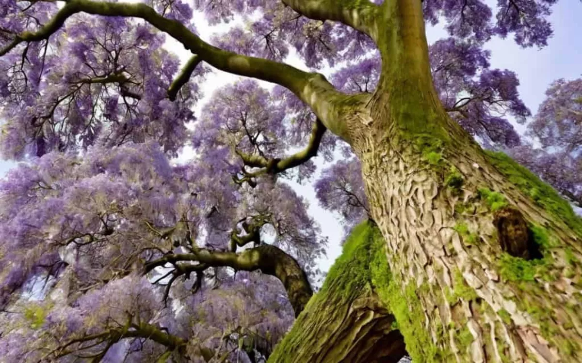 La Paulownia, el súper árbol que transformará Canarias en un modelo de desarrollo sostenible. / AH