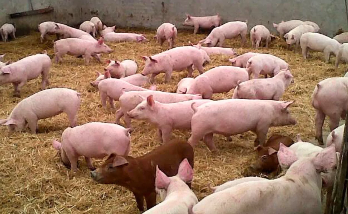 Cerdos Blancos|ASAJA