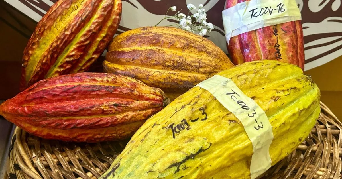 Cacao de Canarias, un cultivo por el que se han interesado las empresas españolas del sector para elaborar chocolates artesanales. / AH