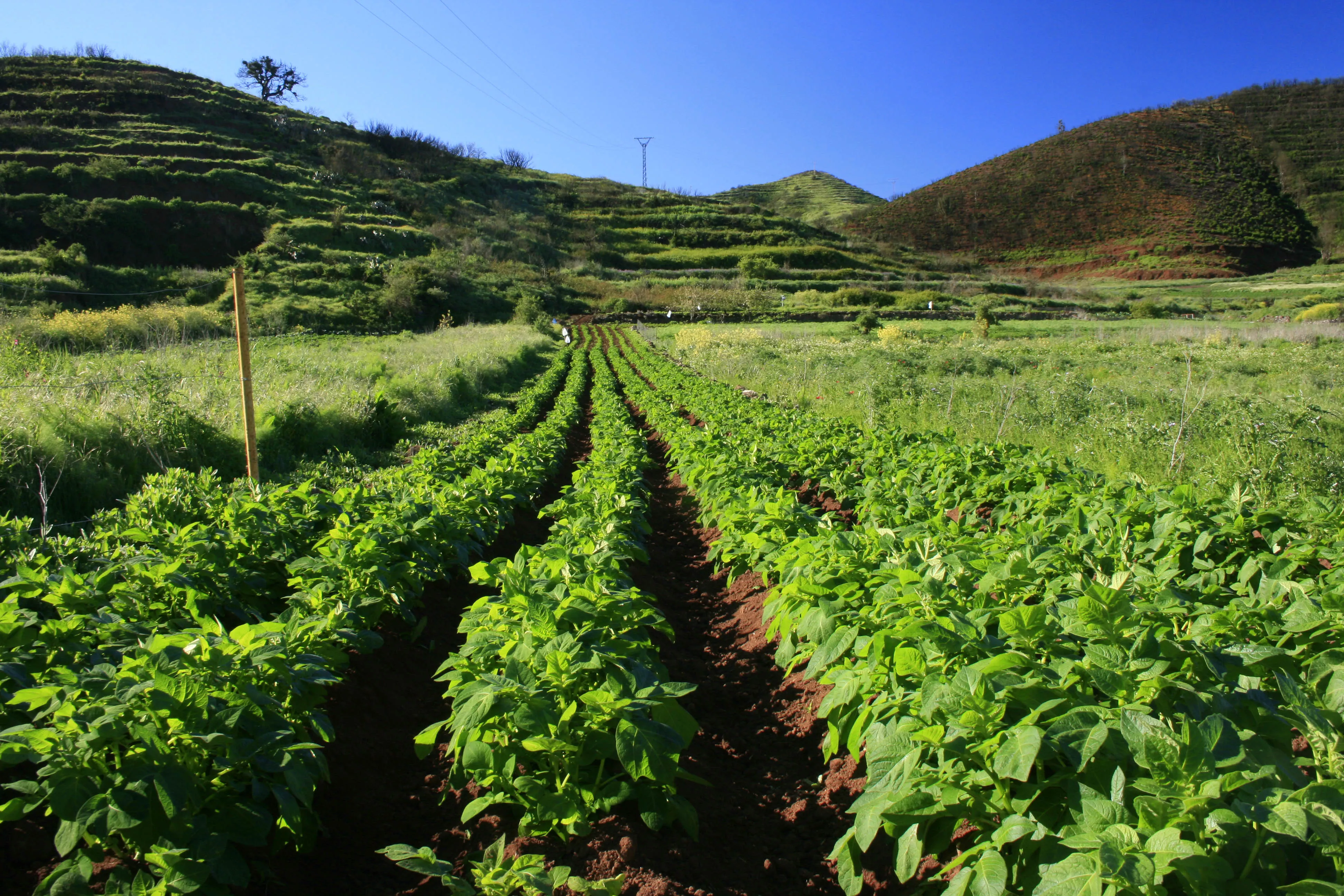 Cultivo de papas en Tenerife. / CABILDO DE TENERIFE
