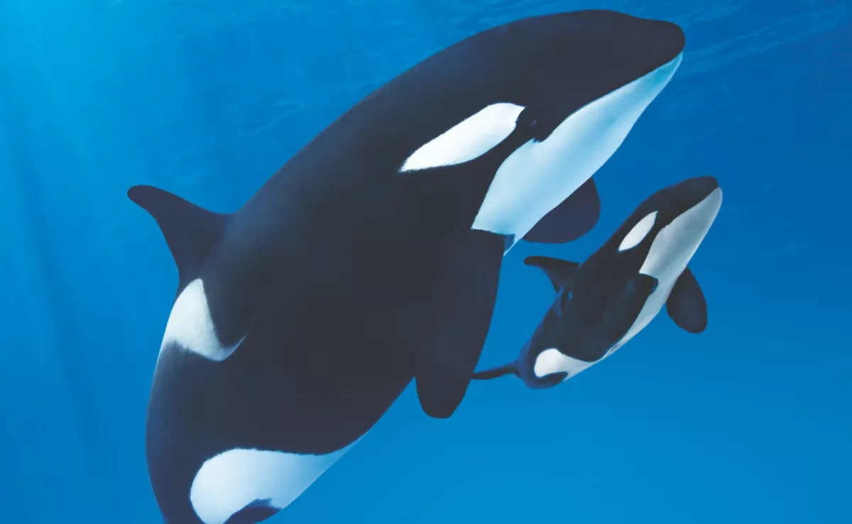 Imagen de Teno y Morgan nadando en el Loro Parque / LORO PARQUE