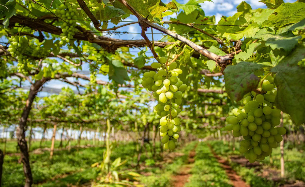Residuos como el raspón de las uvas puede servir para producción de hidrógeno verde. /Pexels