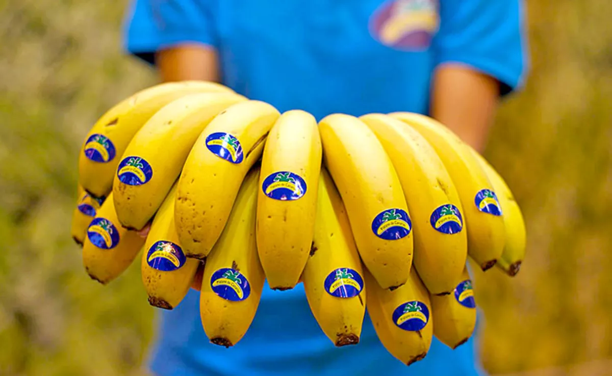 Imagen de una persona sosteniendo plátano de Canarias / PLÁTANO DE CANARIAS