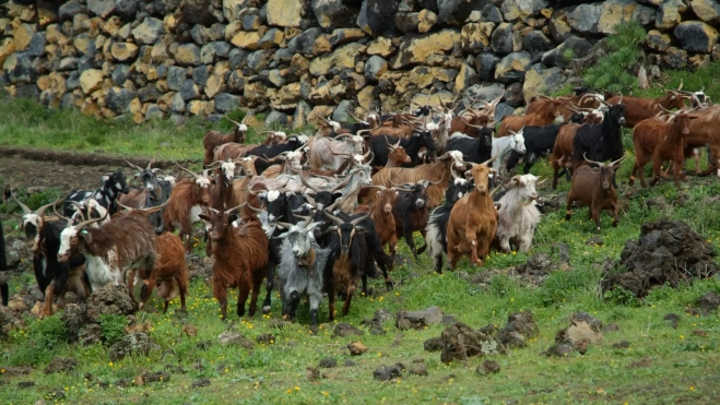 Cabras en Canarias. / ICIA 