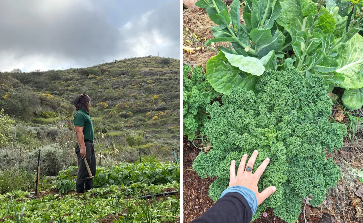 Gara Santana y su pareja cultivan en Artenara su propio bosque comestible siguiendo técnicas de la agricultura regenerativa / AH