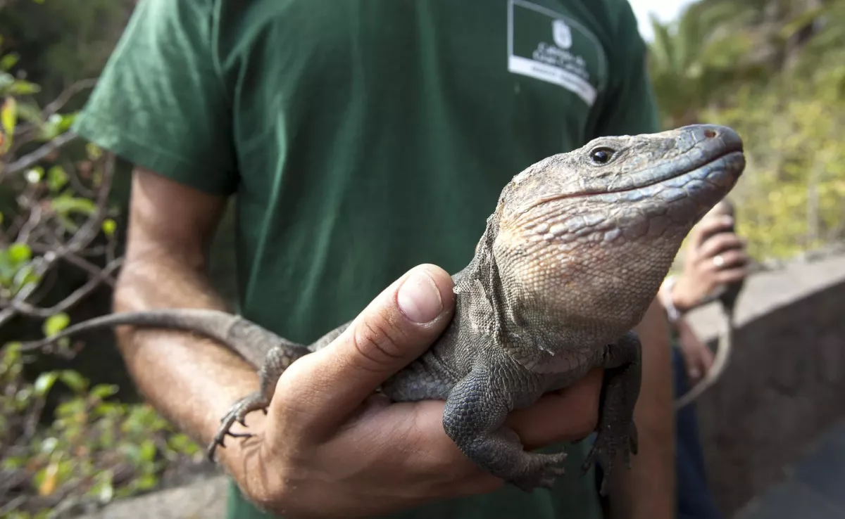 Imagen del lagarto gigante de Gran Canaria / EFE