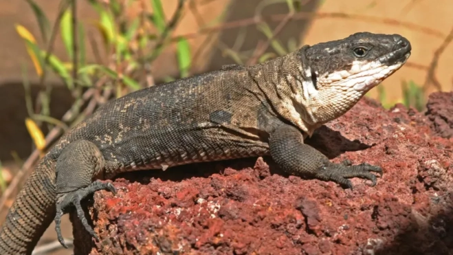 Imagen del lagarto gigante de Gran Canaria / EFE