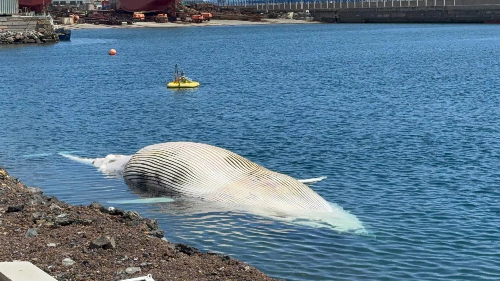 Imagen de la ballena que fue remolcada al Puerto de La Luz y de Las Palmas por Salvamento Marítimo. / CEDIDA