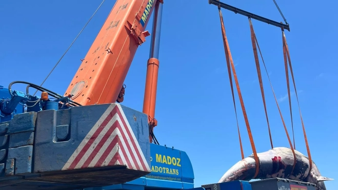 Operativo para sacar del agua a la ballena encontrada en aguas de Canarias. / CEDIDA Operativo para sacar del agua a la ballena encontrada en aguas de Canarias. / CEDIDA