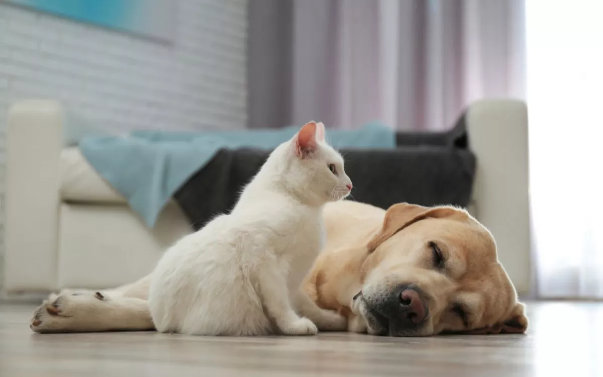 Casi tres de cada diez perros y gatos en España sufren problemas gastrointestinales. / 123RF-liudmilachernetska