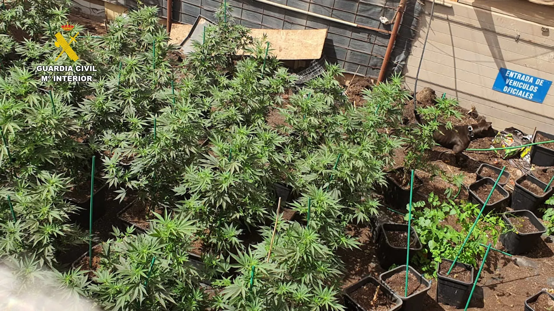 Cultivo de marihuana incautado a un hombre en Gran Canaria. / Archivo GUARDIA CIVIL 