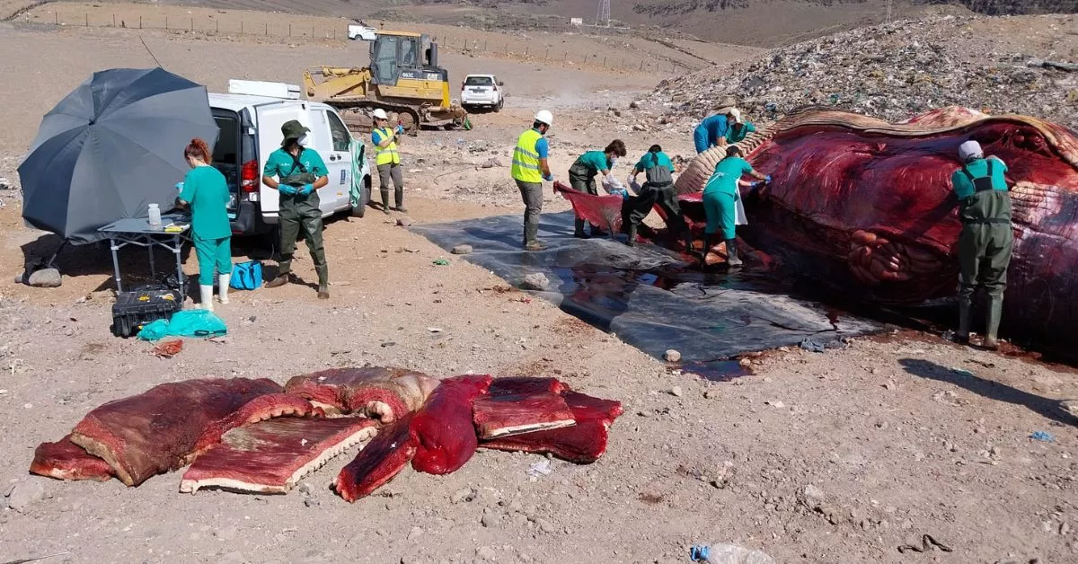 Personal del Instituto Universitario de Sanidad Animal y Seguridad Alimentaria practican la necropsia a la ballena en el vertedero de Juan Grande. / AH