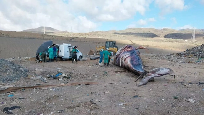 La ballena, en el vertedero de Juan Grande. / AH La ballena, en el vertedero de Juan Grande. / AH