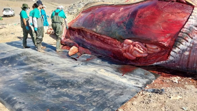 Un detalle de la necropsia. / AH Un detalle de la necropsia. / AH