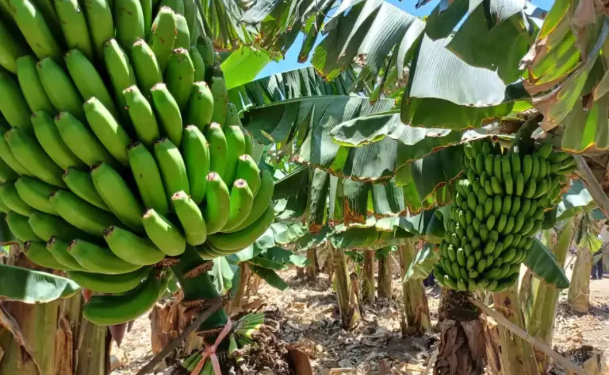 Imagen de una platanera. / EFE- BELÉN DELGADO