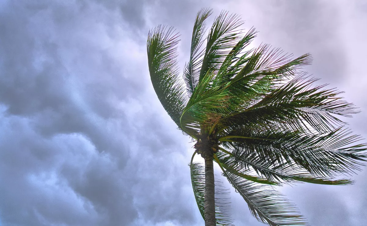 Imagen de una palmera que cede por el viento / PEXELS