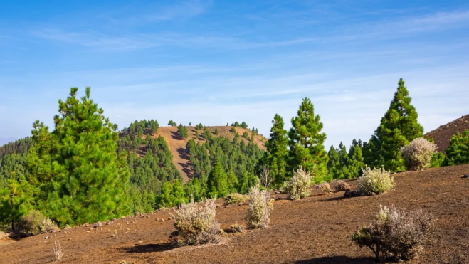 Pinares de la Ruta de los Volcanes / CANVA Pinares de la Ruta de los Volcanes / CANVA