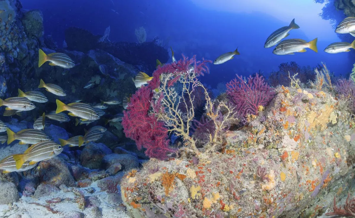 Fondo marino de Canarias / GOBIERNO DE CANARIAS