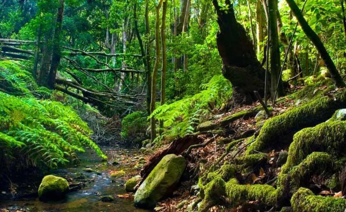 Parque Garajonay en La Gomera, Canarias / TURISMO DE LA GOMERA