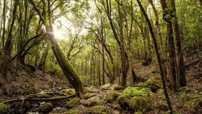 Imagen del Parque Garajonay / TURISMO DE LA GOMERA