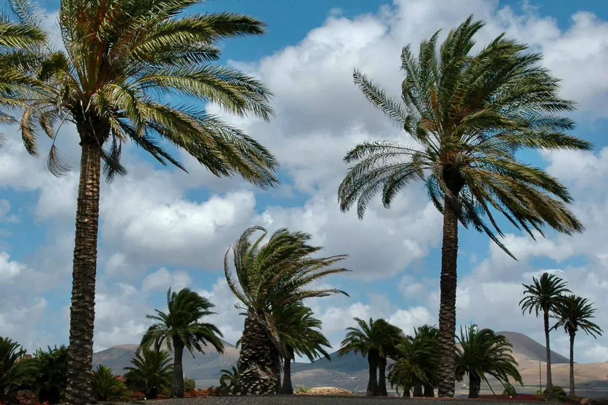 Palmeras al viento en Canarias
