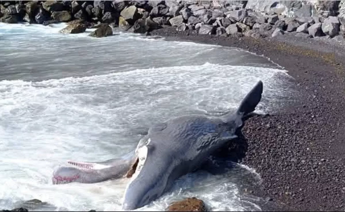 Un cetáceo muerto en una playa de Fasnia, en Tenerife./ RRSS