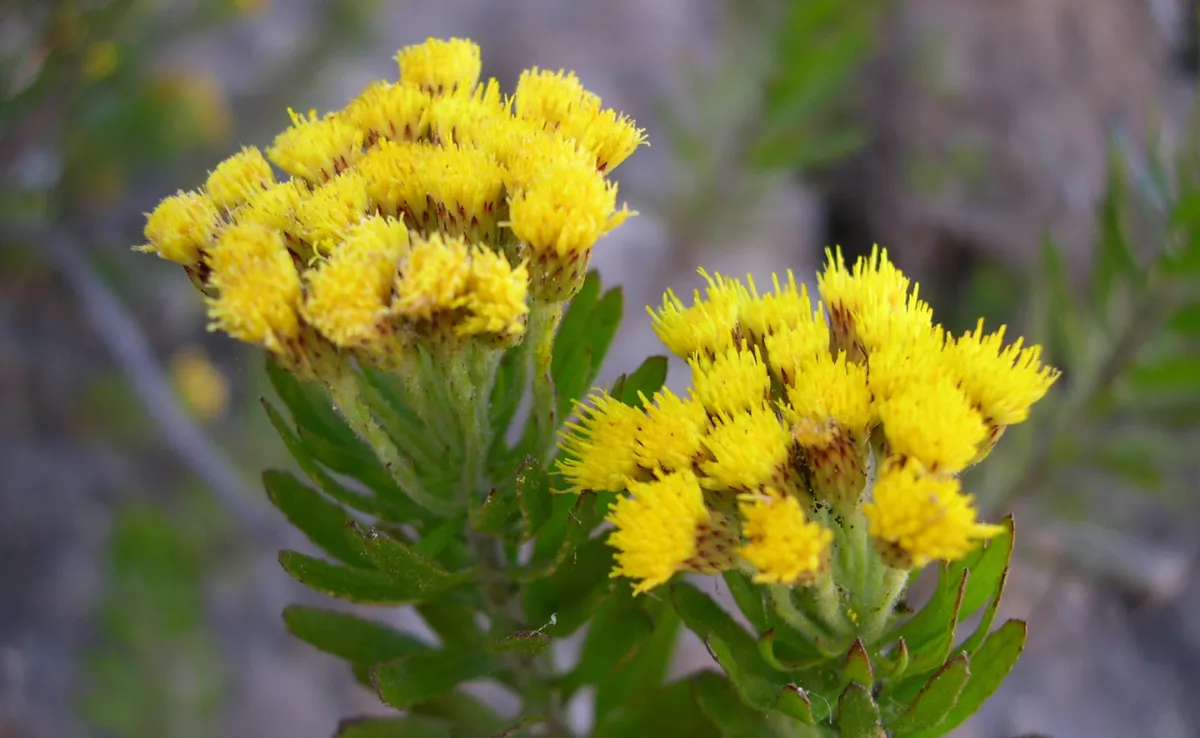 Jardín Canario impulsa un estudio clave para reforzar la conservación de la Reserva de la Biosfera./ CEDIDA