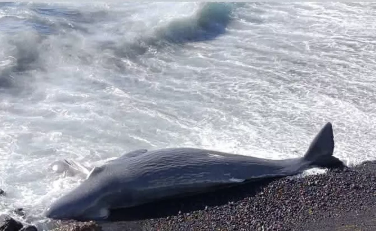 El cetáceo hallado muerto en Fasnia, un cachalote con la cabeza partida en dos./ RRSS