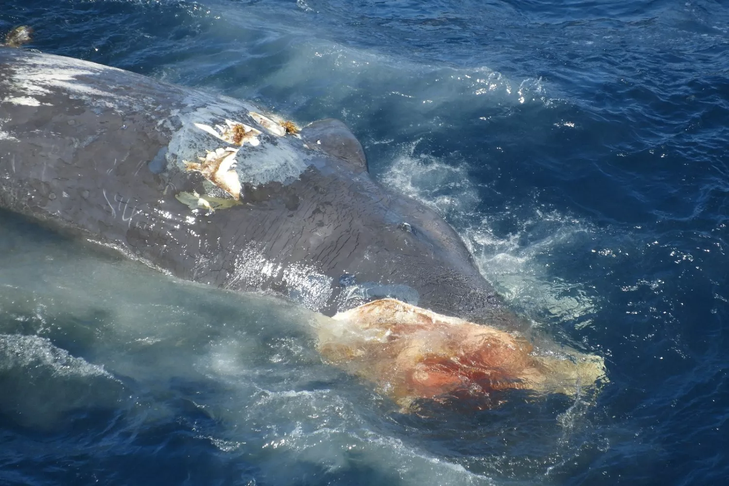 Imagen de un cachalote muerto en Canarias por las hélices de un barco./ MARC MARTÍN SOLÁ