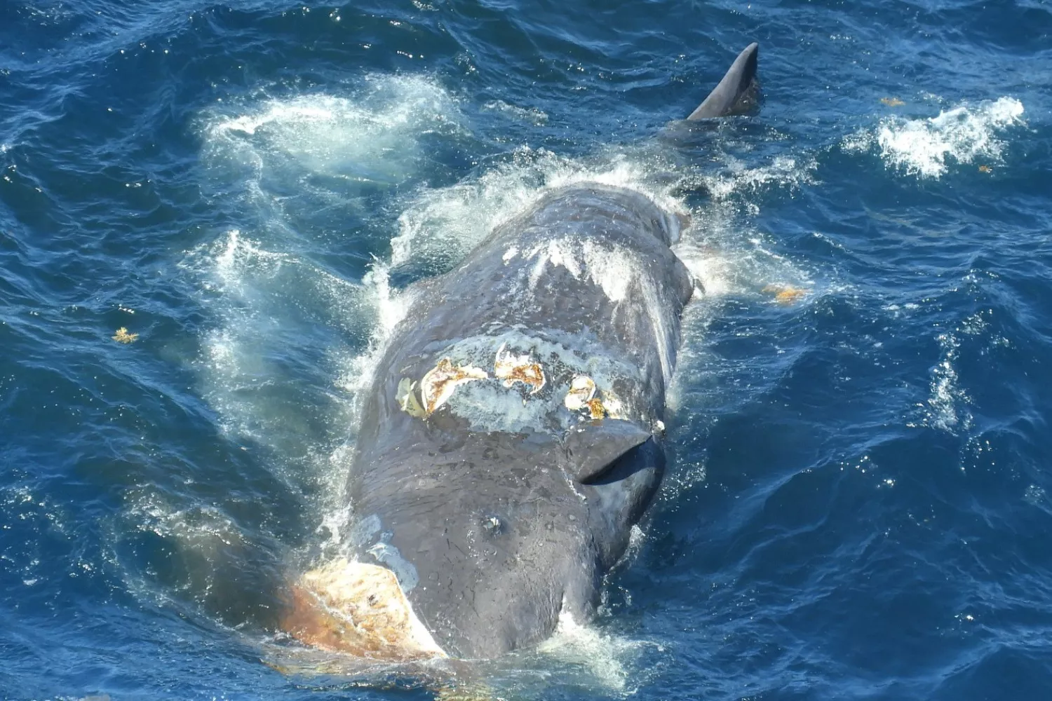 Imagen de un cachalote muerto en Canarias por las hélices de un barco./ MARC MARTÍN SOLÁ Imagen de un cachalote muerto en Canarias por las hélices de un barco./ MARC MARTÍN SOLÁ