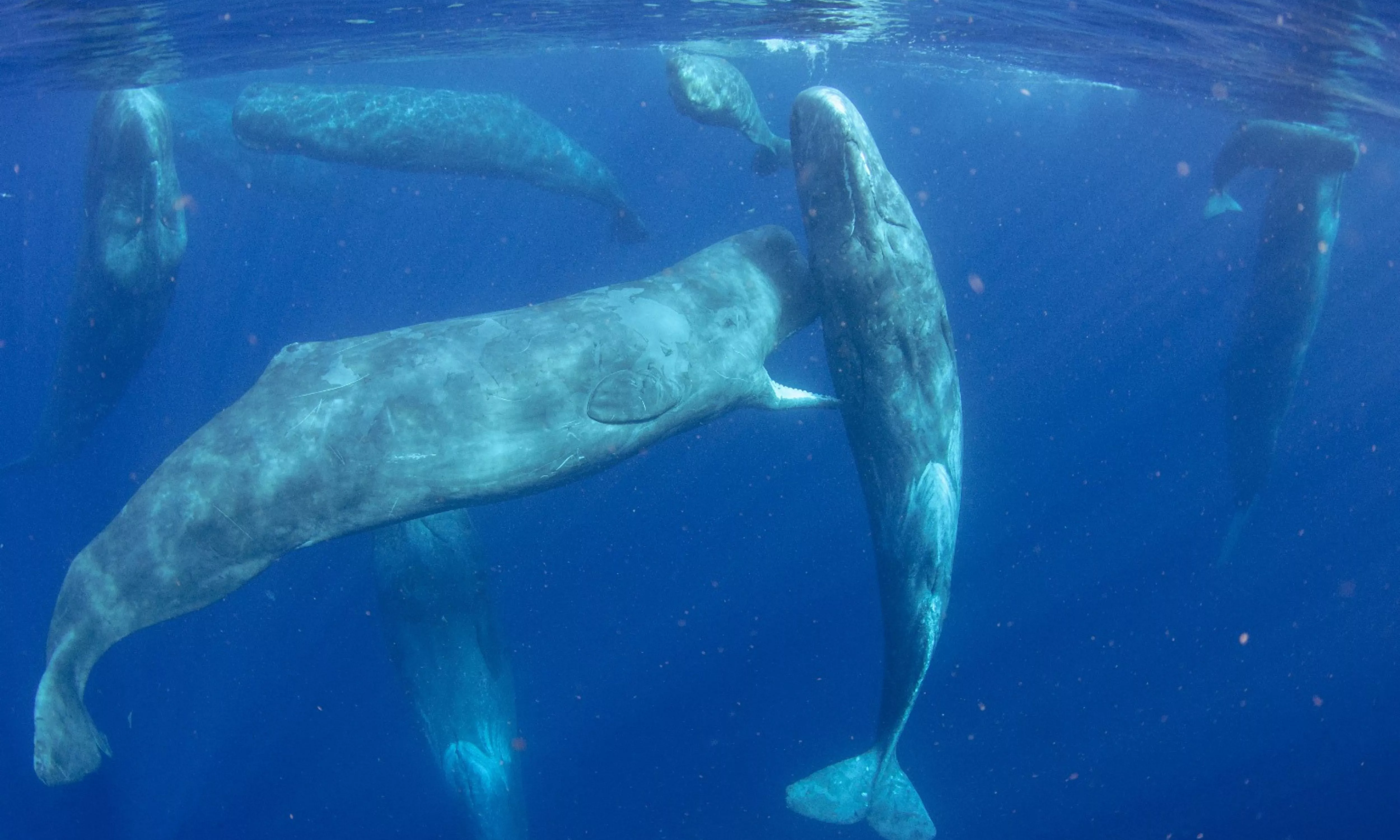Un grupo de cachalotes jugando, captado en las costas de Tenerife en diciembre de 2024. /Marc Martín Sola