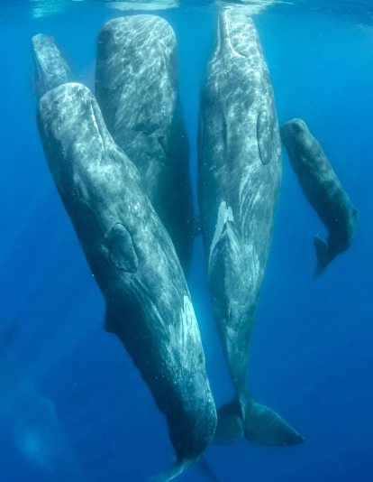 WhatsApp Image 2025 05 22 at 11.07.28