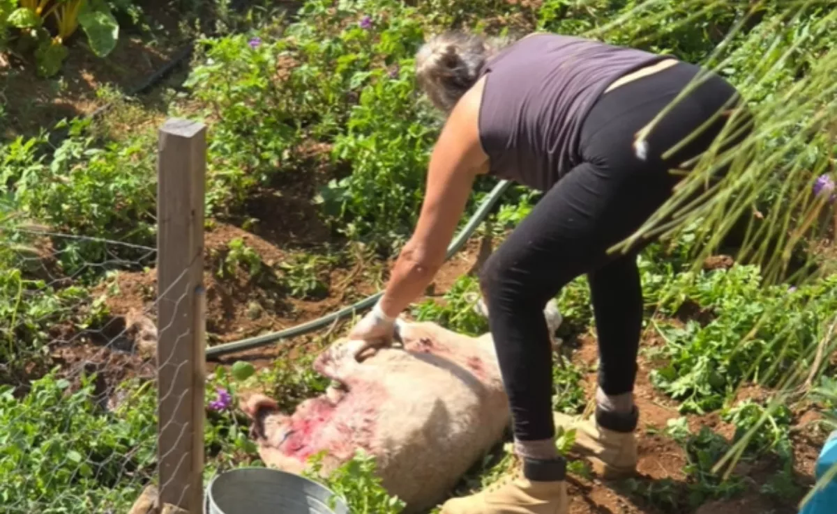  Pilar Carballo, dueña de la Finca Ecológica La Jara (Arafo, Tenerife), recoge una oveja muerta, atacada por peros asilvestrados./ LA JARA