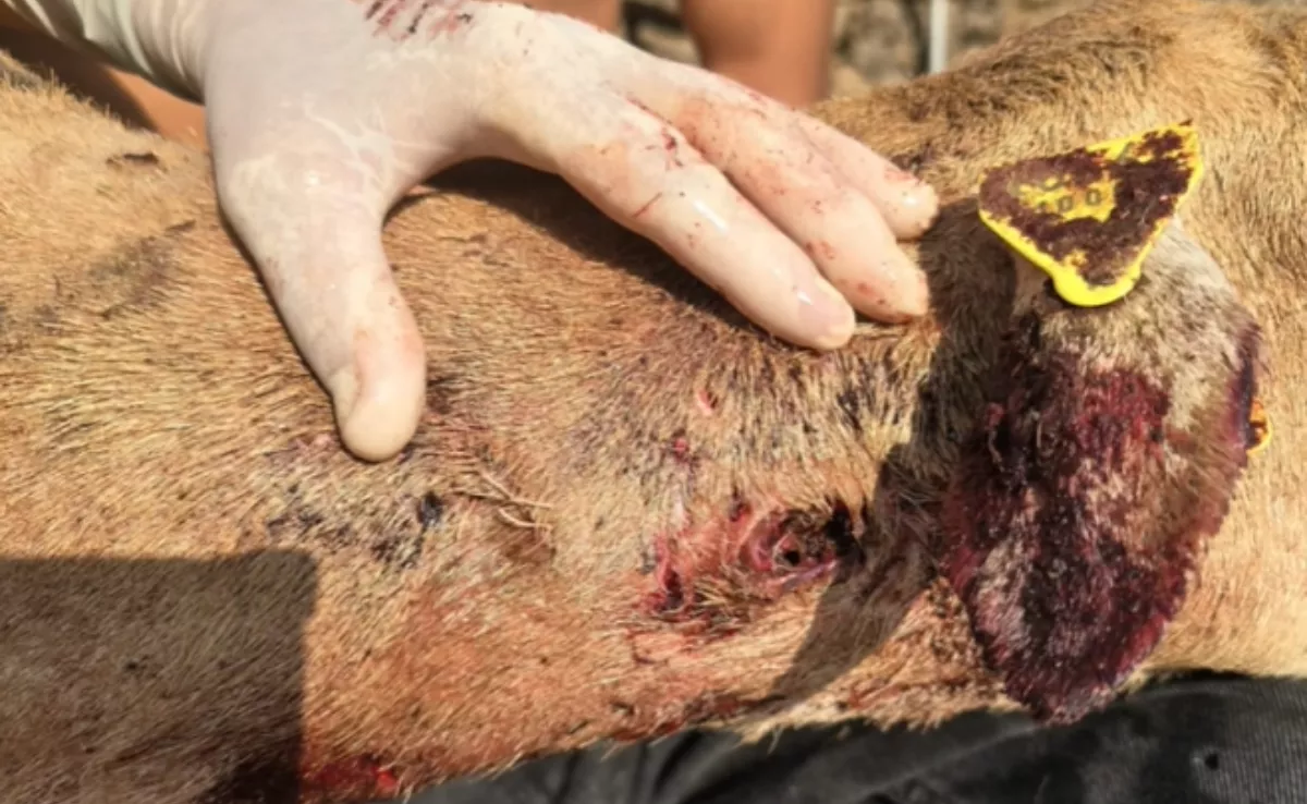 Oveja de la Finca Ecológica La Jara (Arafo, Tenerife) atacada por un perro salvaje./ LA JARA