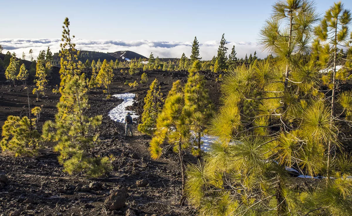 Imagen del sendero / CABILDO DE TENERIFE
