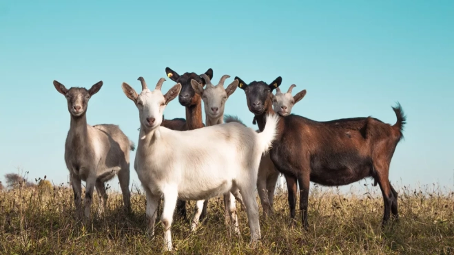 Imagen de un grupo de cabras / PEXELS
