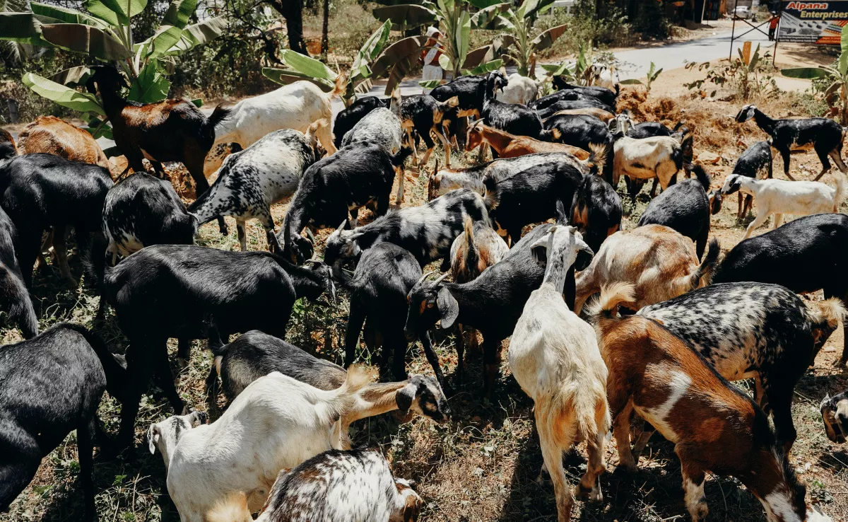 Imagen de un grupo de cabras / PEXELS