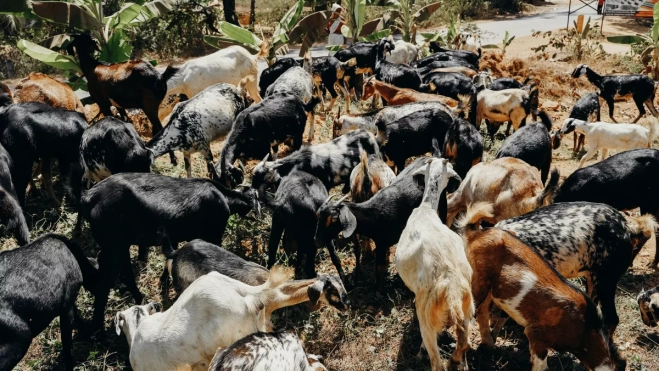 Imagen de un grupo de cabras / PEXELS Imagen de un grupo de cabras / PEXELS