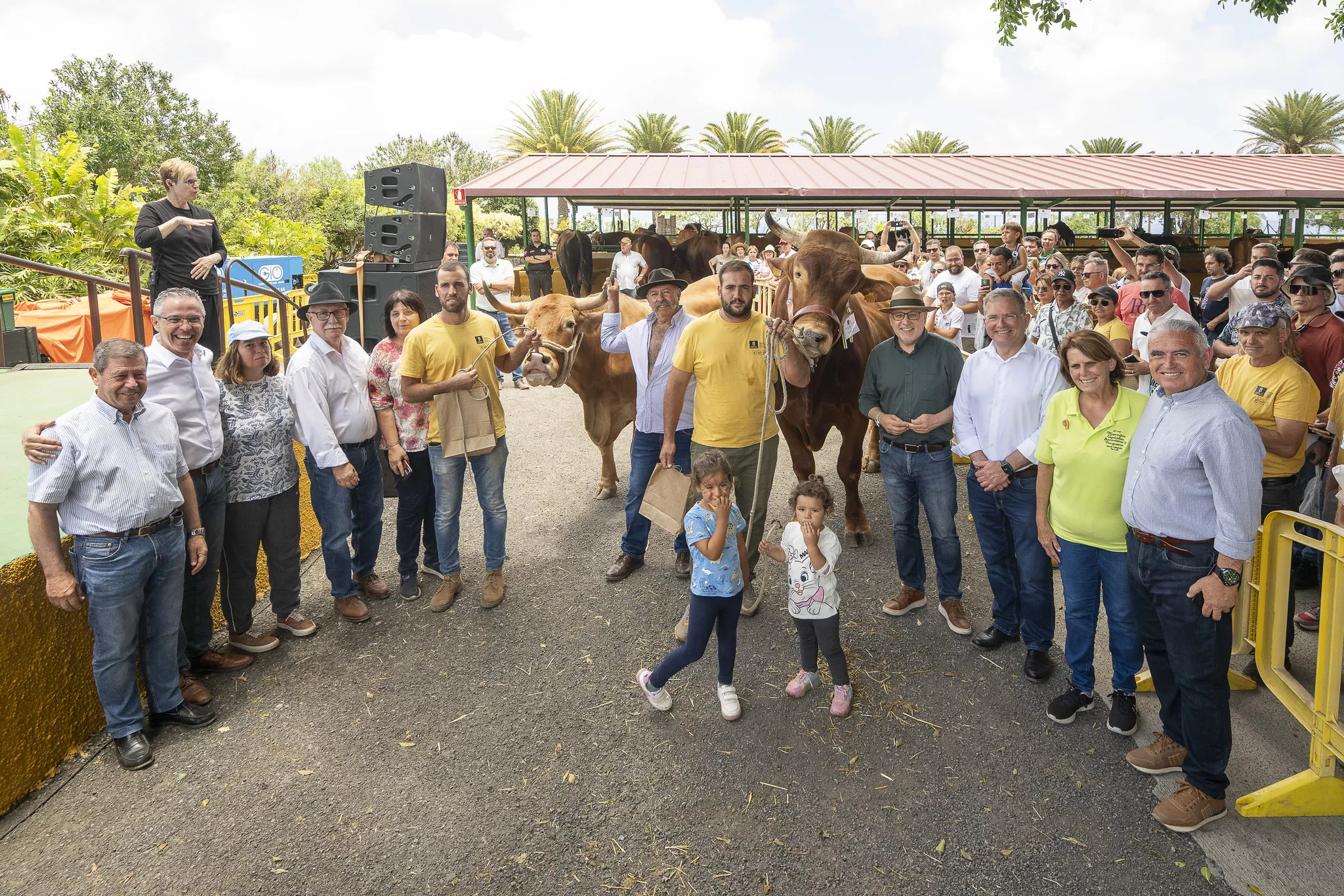 El toro y la vaca del primer premio en el concurso de ganado celebrado en Arucas por el Cabildo de Gran Canaria. / AH