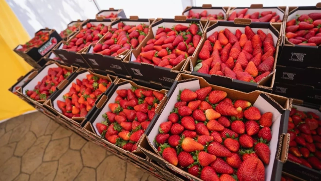 Cajas y cajas de fresas de primera calidad. / AH Cajas y cajas de fresas de primera calidad. / AH