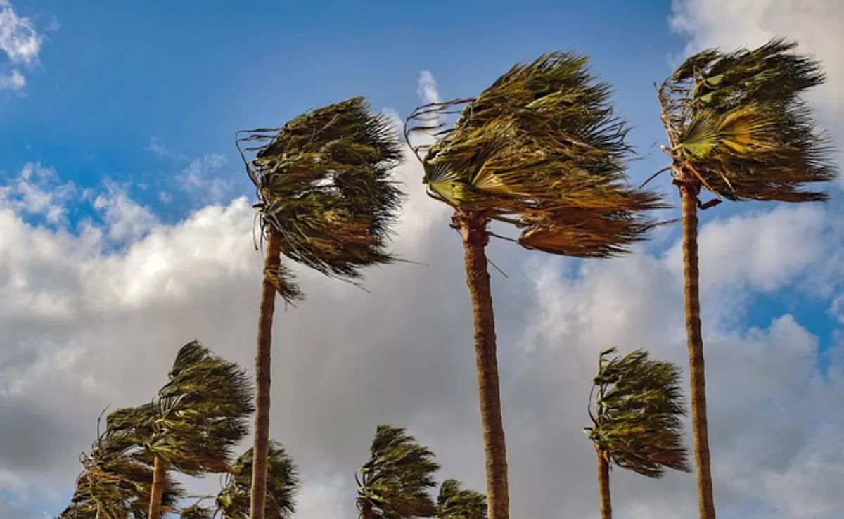 Imagen de palmeras movidas por el viento / PIXABAY