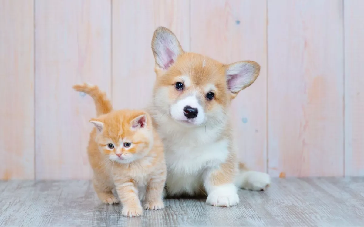 Advance lanza su primera guía de cachorros para concienciar a los 'pet-parents' sobre su cuidado y bienestar. / SERVIMEDIA