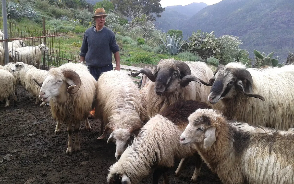 Juan Félix en su finca de Los Nogales, en Los Altos de Gáldar. / AH